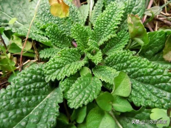 乡野间的“野菜”一年四季都有，但你不一定认识，看你吃过几种？