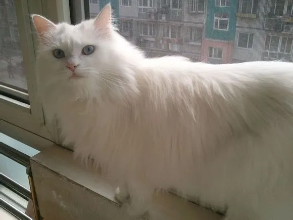 ​俄罗斯的吉祥宠物：西伯利亚猫，长毛猫的祖先，颜值不输缅因猫