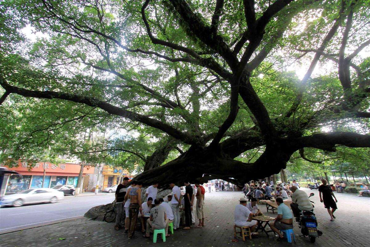 民间谚语:"大树底下好乘凉"的由来