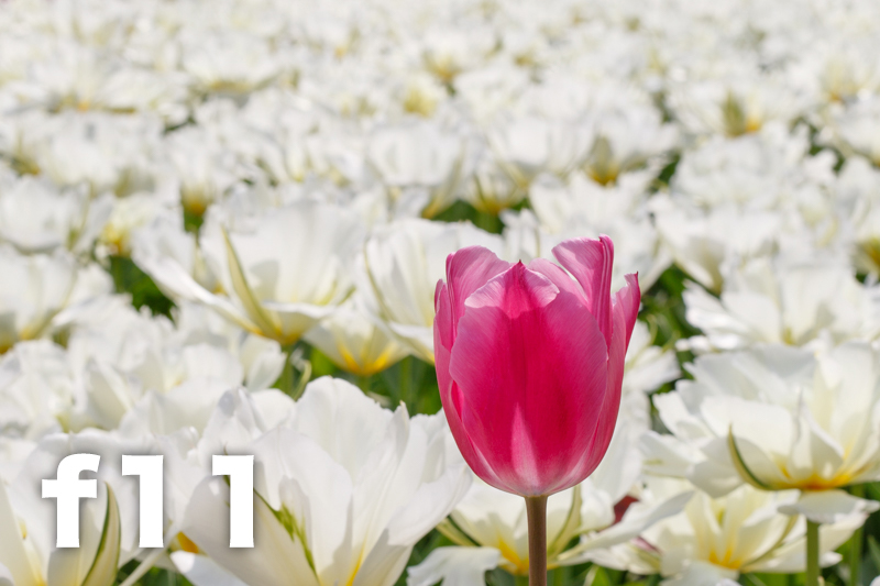 拍照想虚化背景？教新手如何控制景深