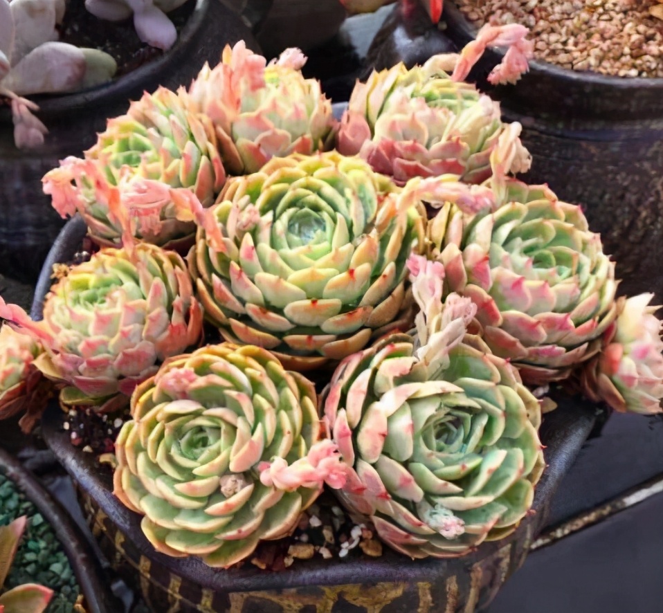多肉植物多久浇一次水（多肉植物的养护小技巧）