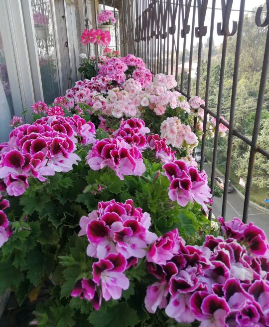 5种“漂亮花”,沾土就成活,花开200天,养一次就上瘾