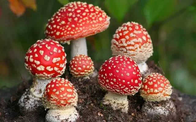 这蘑菇虽然看起来好看，但却有毒，千万不能吃