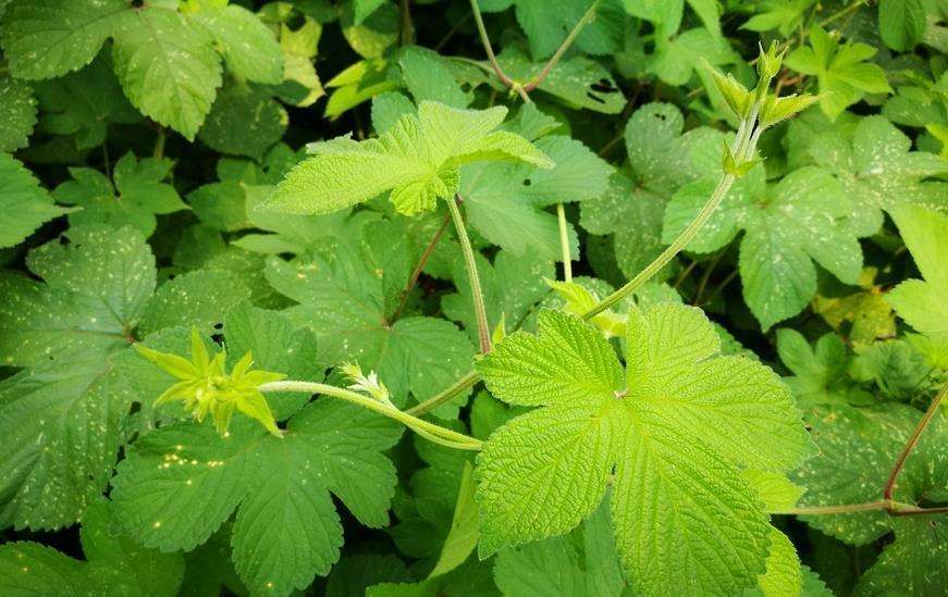 割人藤,拉拉秧,拉拉藤,五爪龙,勒草,葛葎蔓等,茎,枝,叶柄均具倒钩刺