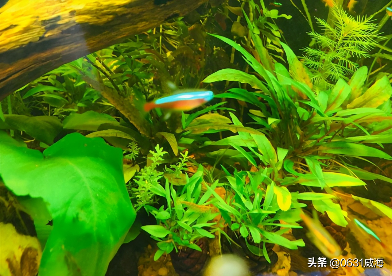 你還在為孔雀魚,月光魚繁殖發愁嗎?魚苗容易死,被吃掉傷心嗎?