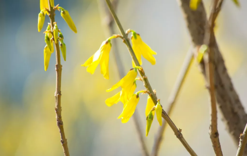 神仙颜值！惊艳众人！陕西高校“最美校花”高清大图曝光