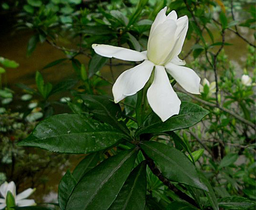 栀子花花朵变黄是什么原因（栀子花开花发黄解决方法）