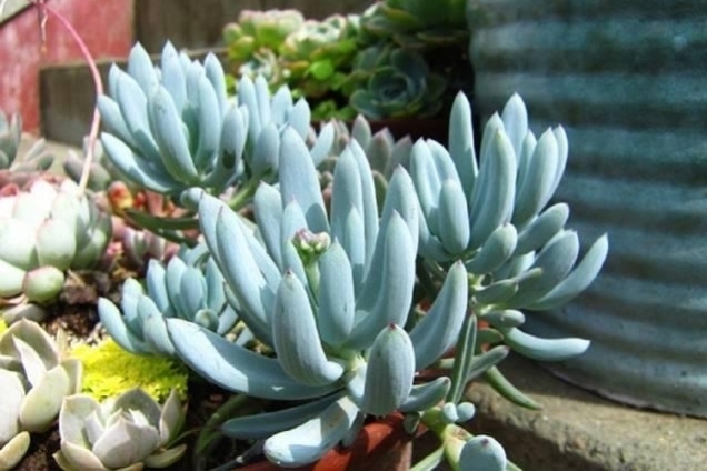 蓝云杉多肉怎么养长得好「图文」 -骁龙网