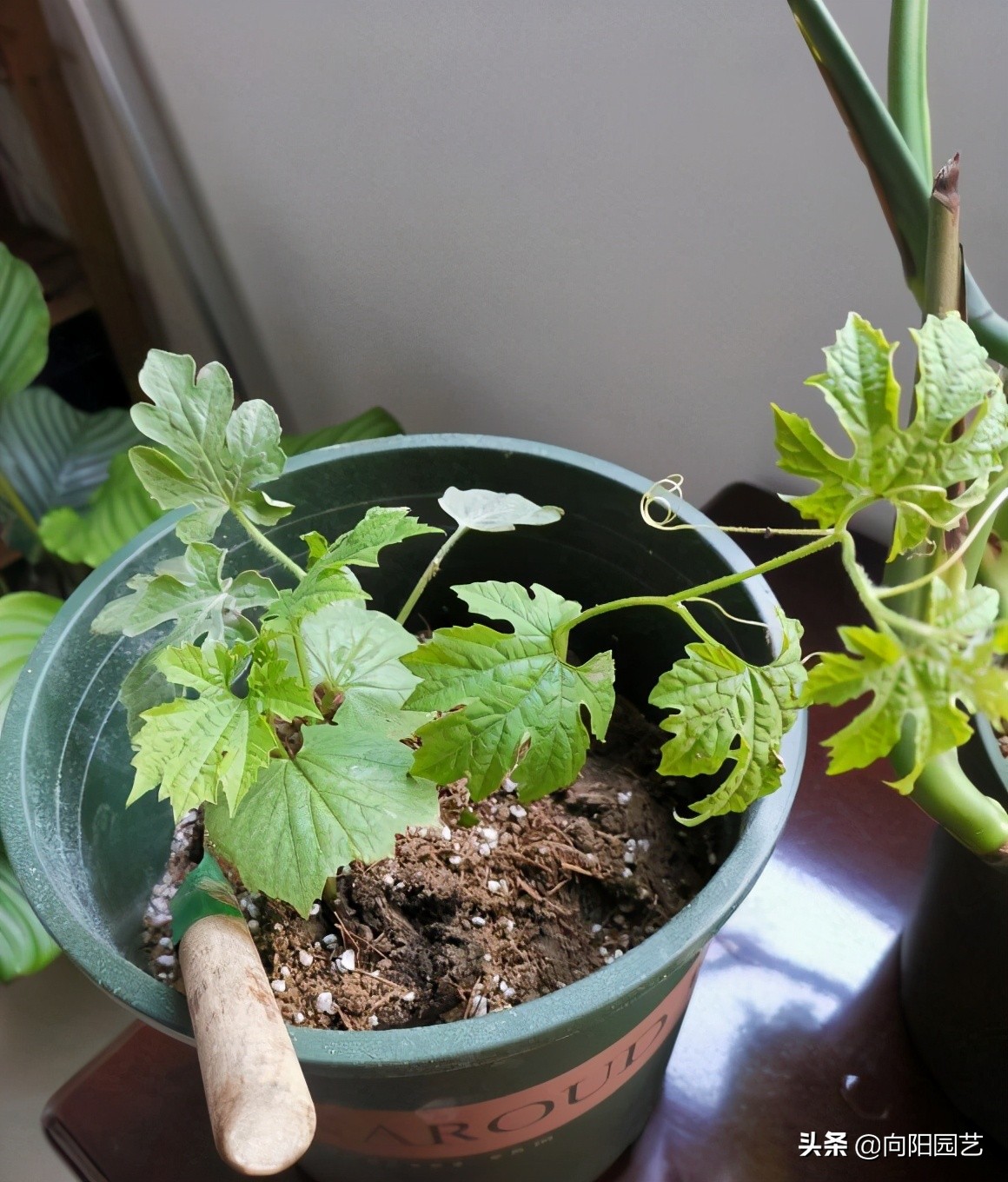 阳台种西瓜,买棵5棵西瓜苗,种在花盆里,照样结出大西瓜
