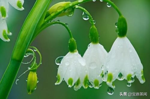 雪滴花的花语（揭秘雪滴花你不知道的那些小知识）