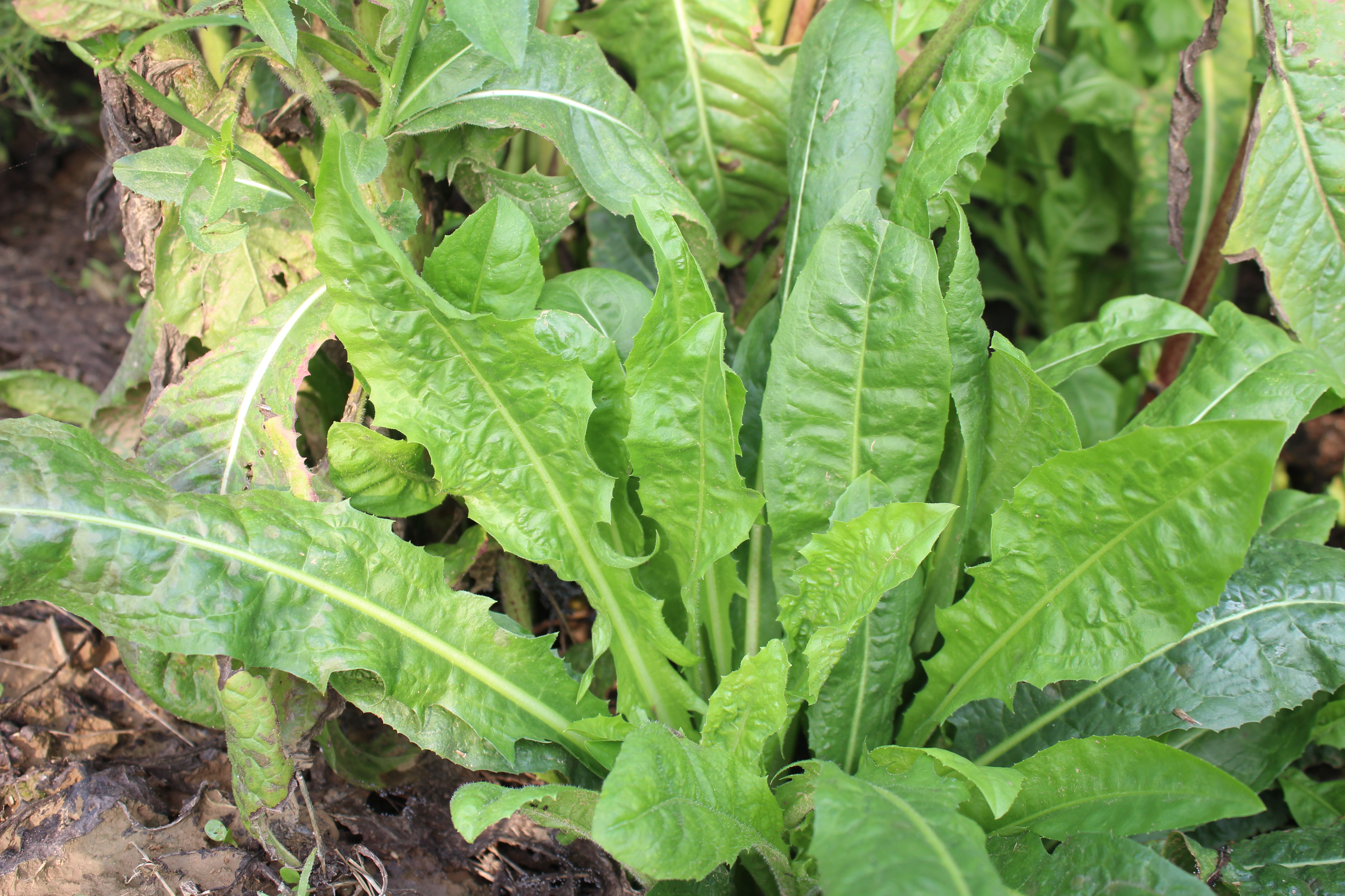 菊苣菜功效作用(药食两用的植物菊苣介绍)