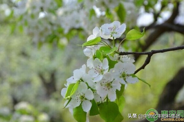 梨花几月开放时间（干货分享梨花的开花季节）