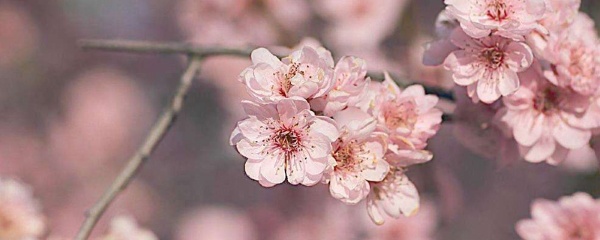 梅花什么季节开（梅花的开花时间及花期养护）