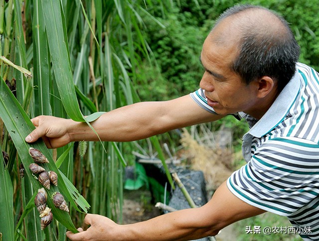 如何提高蜗牛的存活率？蜗牛的养殖技巧