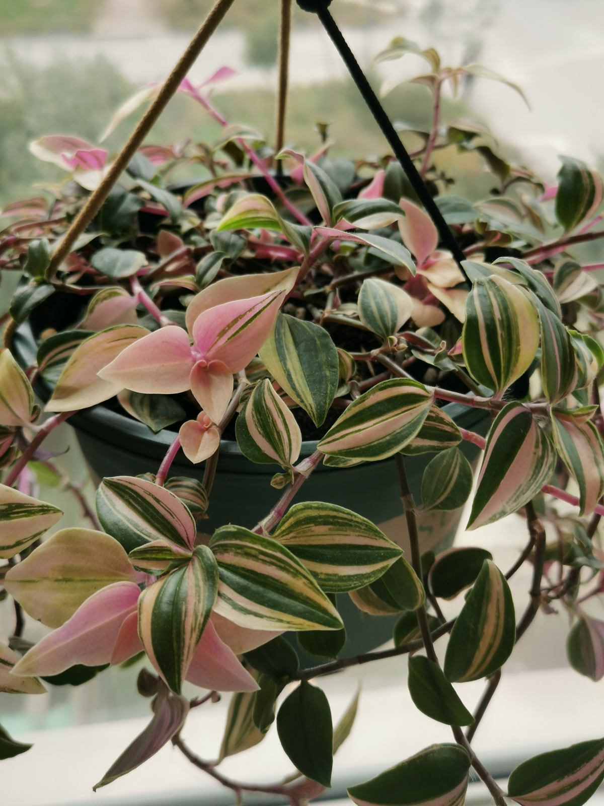 家里养盆垂吊花,春天生长旺盛,到了初夏就能爆盆