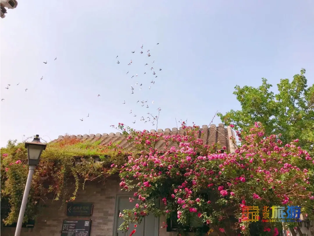 太迷人了！又闻清脆鸽哨声，邂逅夏日蔷薇花瀑，寻北京胡同恬静之美!