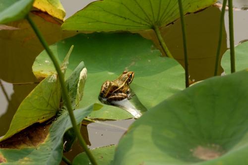 成语：“蛙鸣蚓叫”的由来，“叫”字的含义
