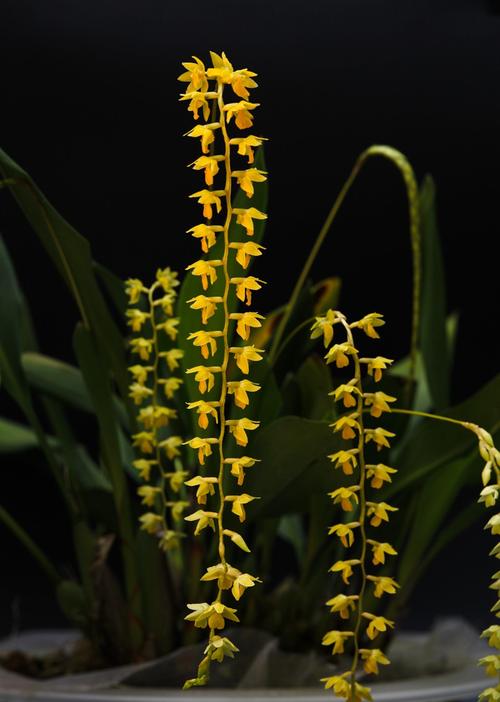 野生兰草花图片大全(兰花图谱) - 赤虎壹号