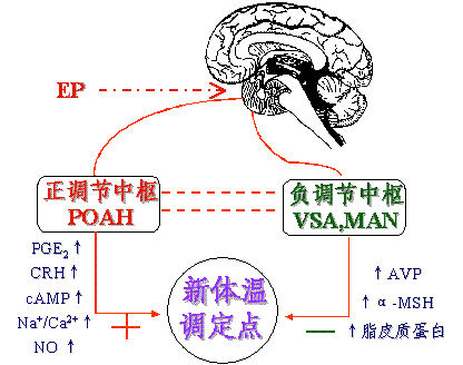 布洛芬混悬液还安全吗？如何使用减少副作用？听儿科医生怎么说