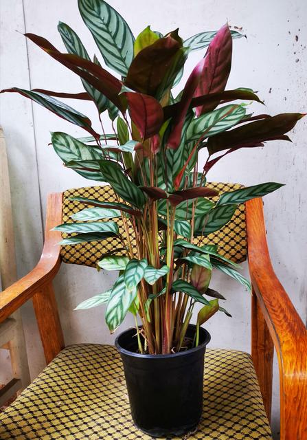 花卉绿植盆栽有什么推荐（100种室内盆栽花草图鉴）