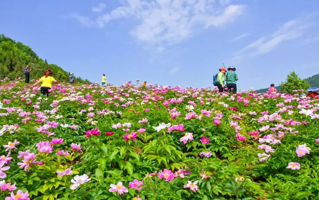 30000亩芍药花开!成都出发1.5h,免费赏花、徒步、游山…绝了