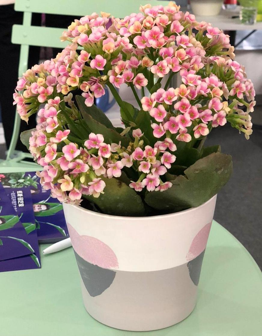 花种类介绍大全（常见花图文并茂非常详细）