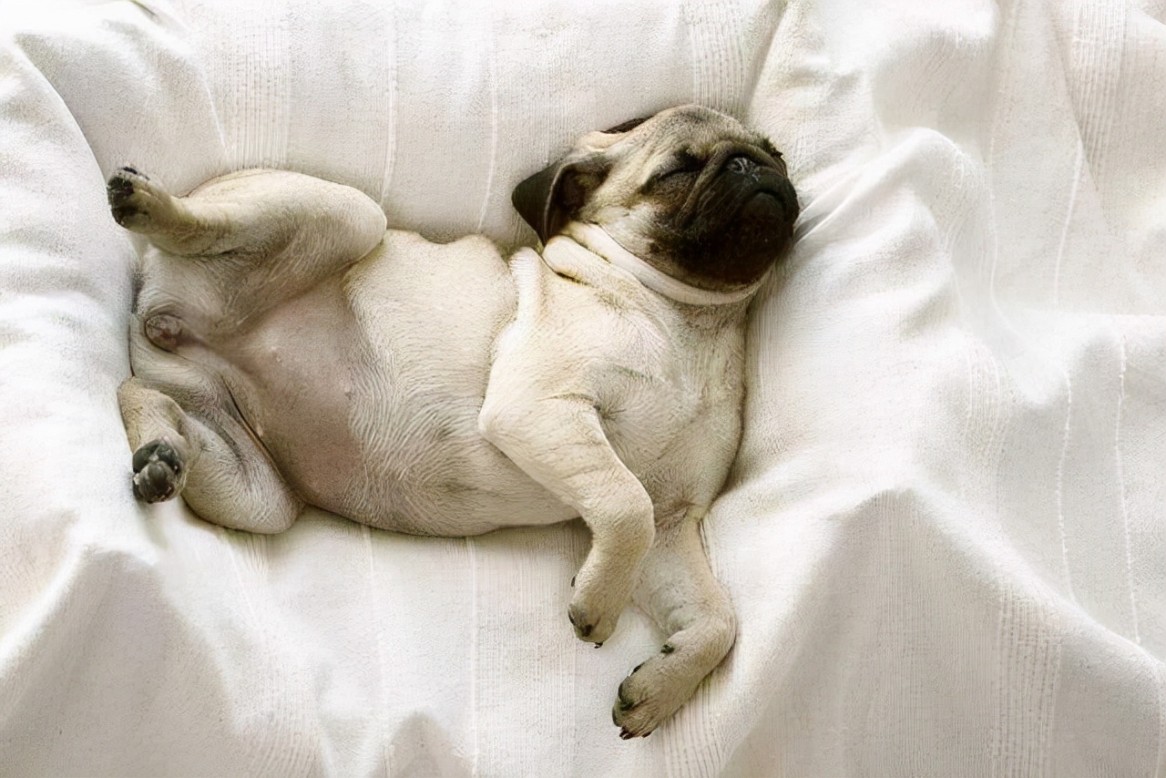 关于狗狗睡觉姿势说说(搂着狗狗睡觉的说说) _晶羽文学网