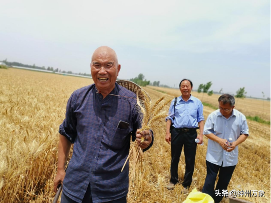 周口一退休老师培育出大穗小麦良种再获丰收