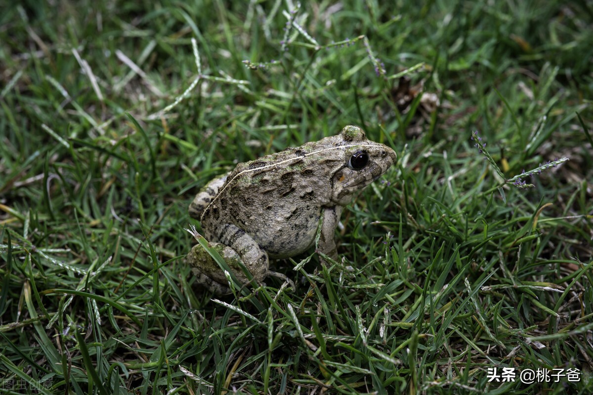 生长过程,4次变身宝藏身石蛙属无尾目蛙科两栖蛙类,也被叫做石蛤,石鸡