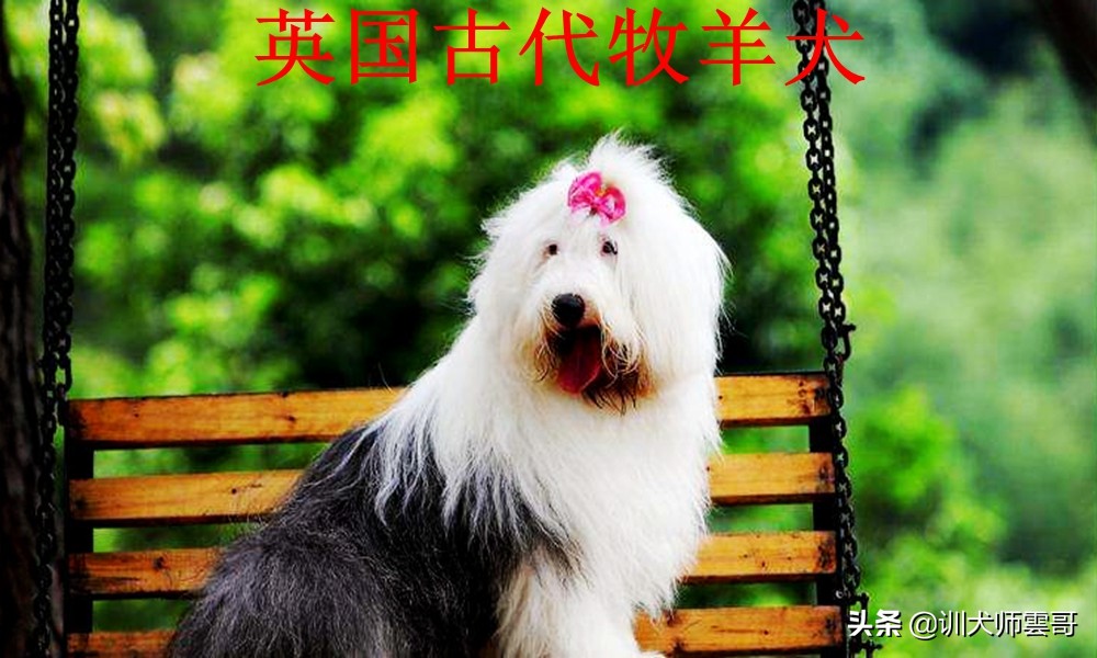 牧羊犬种类  世界十大牧羊犬排名