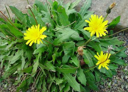 蒲公英四时常有花，花罢飞絮，絮中有子，落处即生