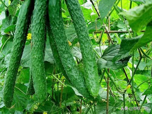 黄瓜最佳种植时间是何时，若迟播2个月，对黄瓜产量有无影响？