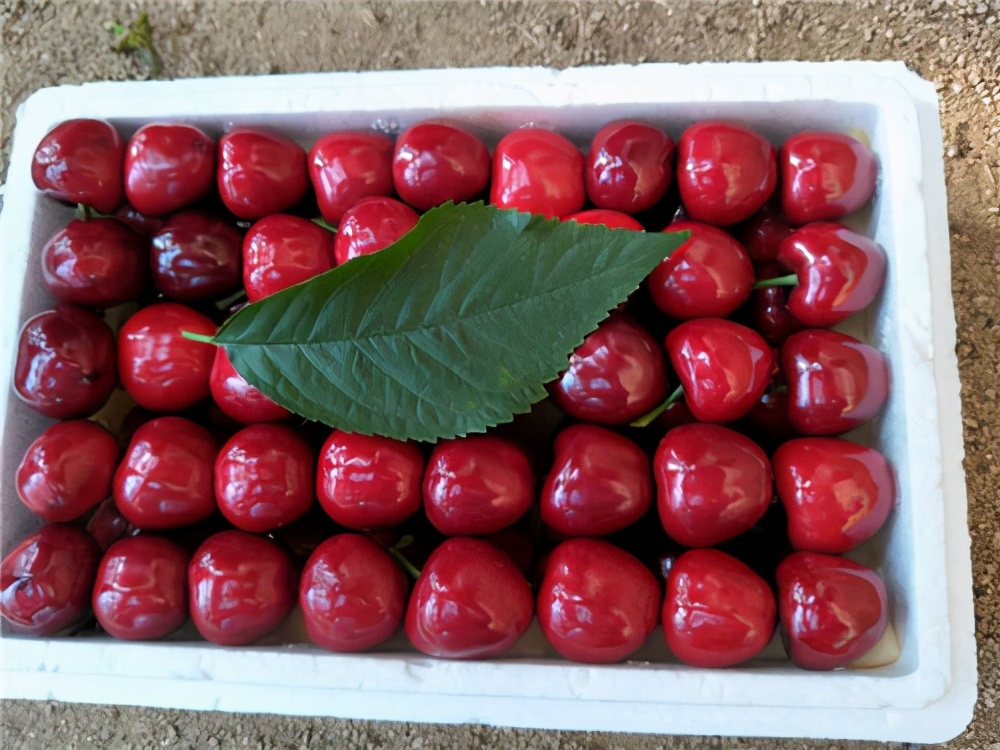 哪种水果膳食纤维素最高，有助于减肥？排名前5的水果都告诉你