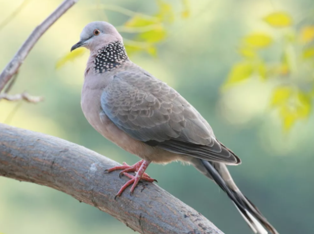 斑鸠别名 -生活知识库-动动脑