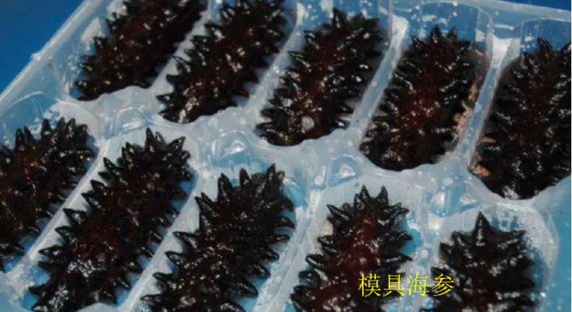 人造海參,人造海參和真海參圖片