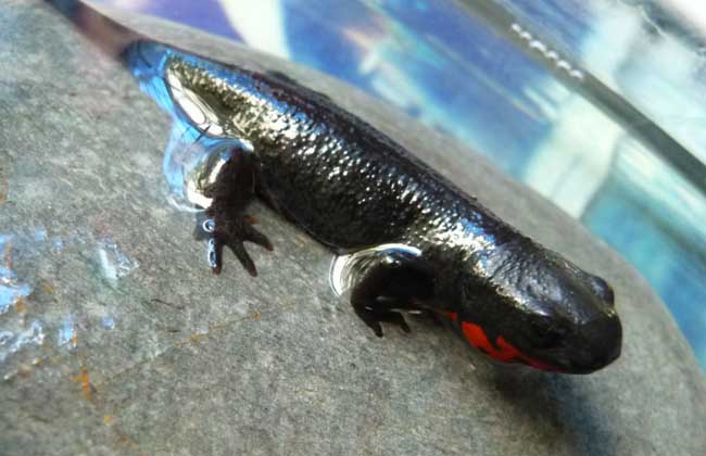 真正小娃娃鱼图片(不要再把这些水族宠物) - 赤虎壹号