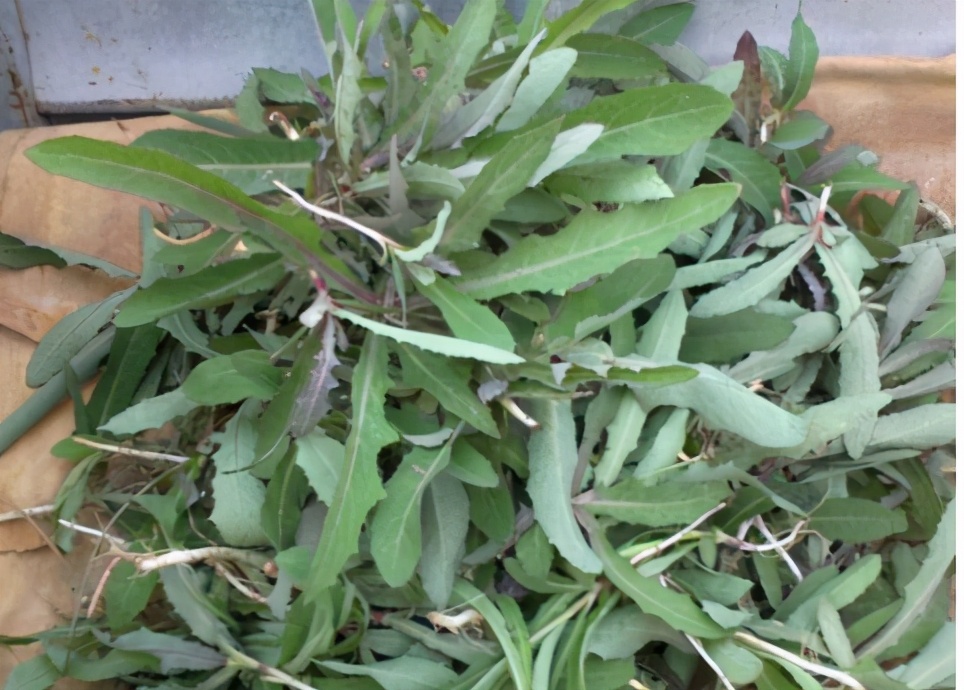 苣荬菜图片(它自带甜味) - 赤虎壹号