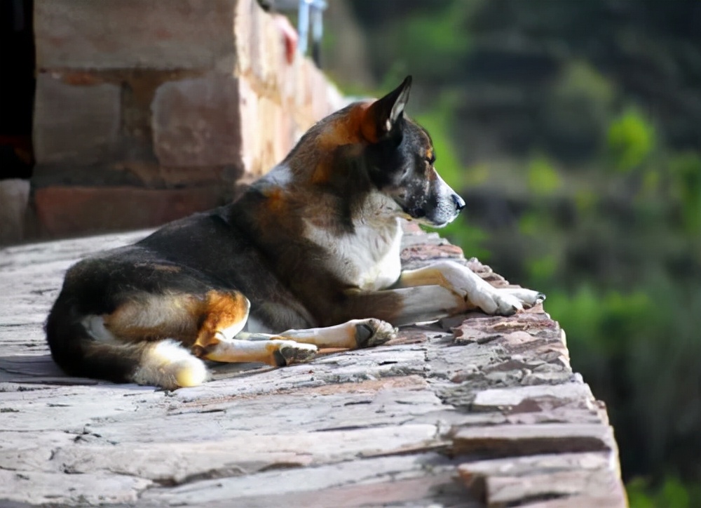 山西旅游：探寻黄河之畔碛口古镇纪行（图）