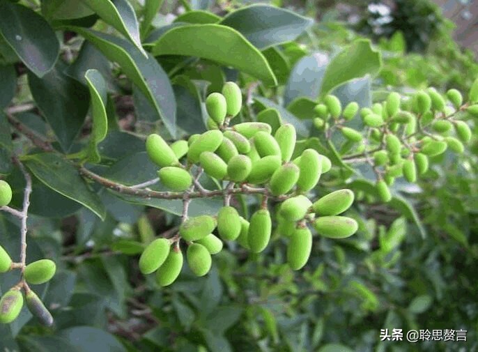 女贞诗词精选八首 女贞花白草迷离，江南梅雨时