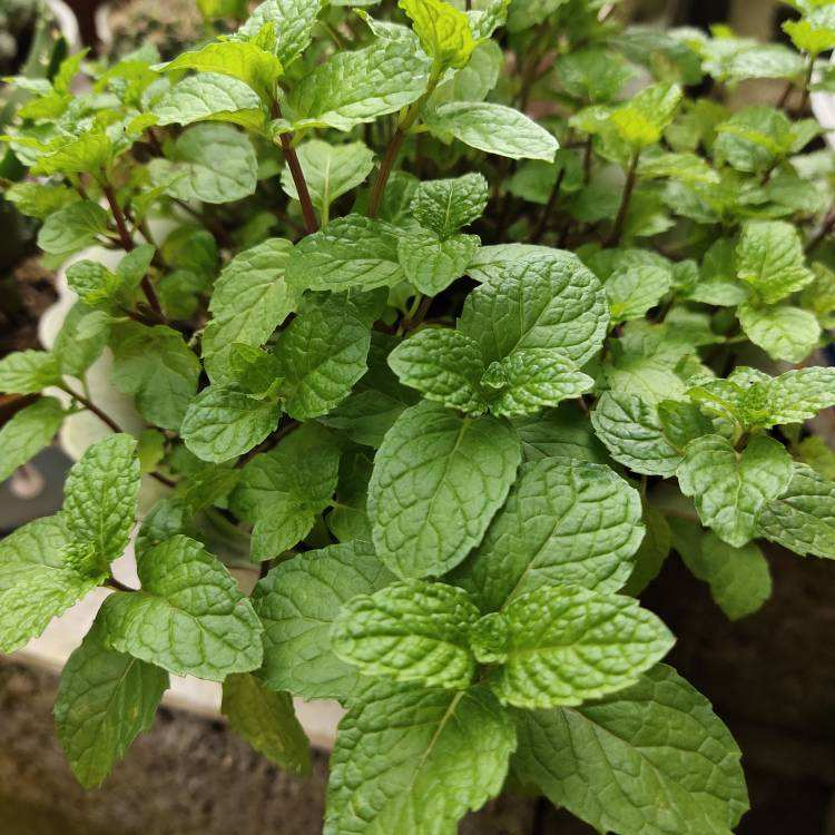 卧室放3类盆栽植物，改善空气，平时睡觉更舒心