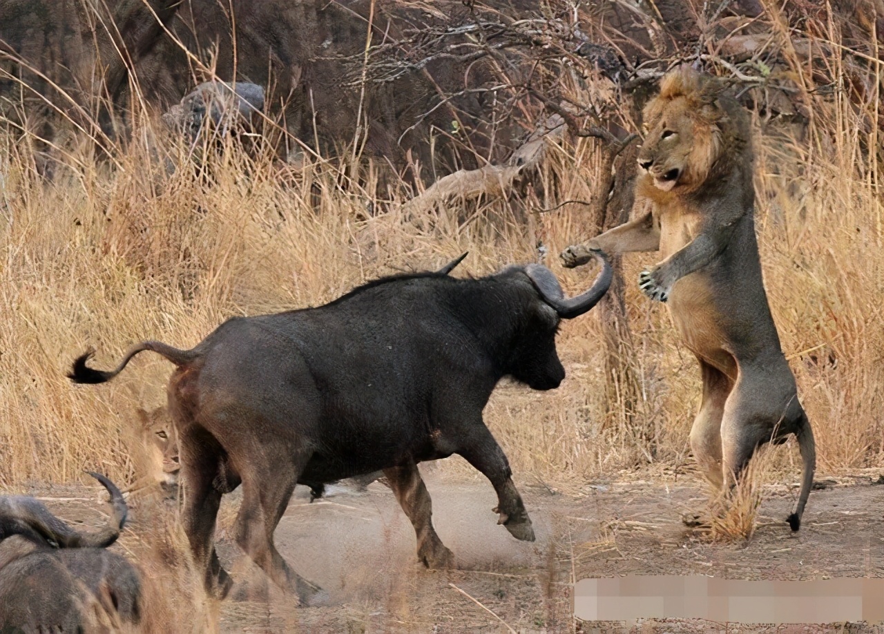 同是草原巨兽，狮子能吊打水牛，却为何不敢招惹犀牛？