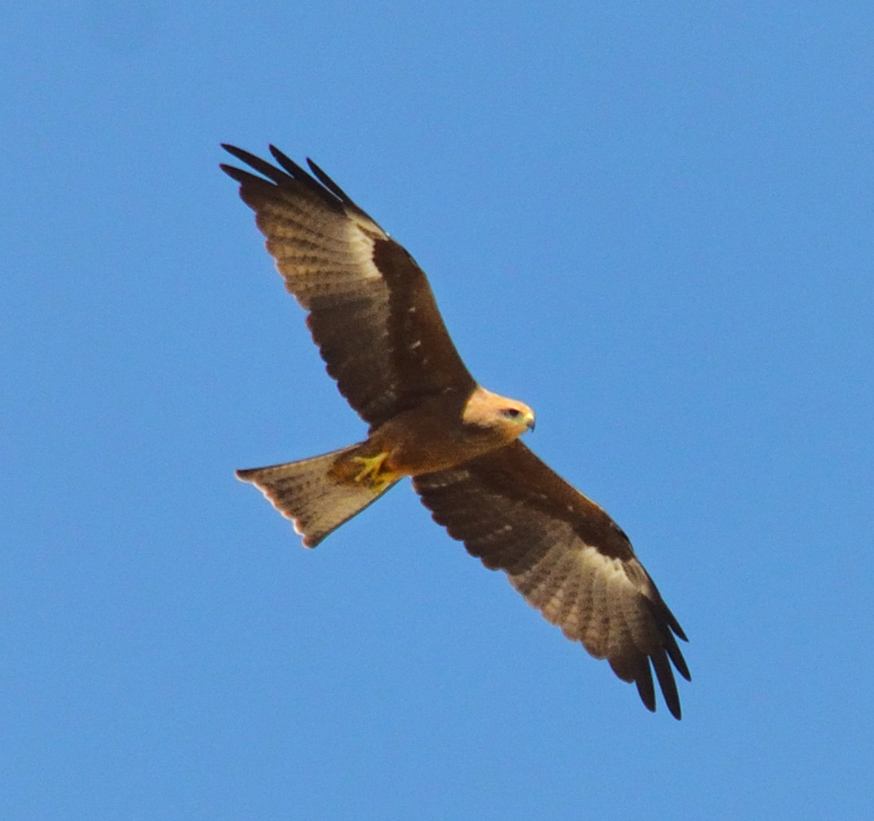 关于草原雄鹰的说说