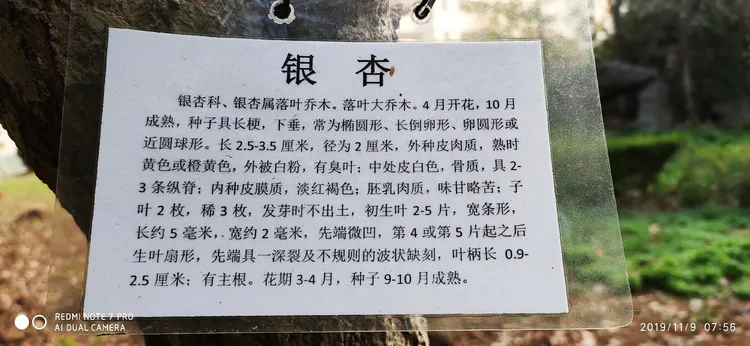 陪你一起看湖北省广水一中①——走进植物王国