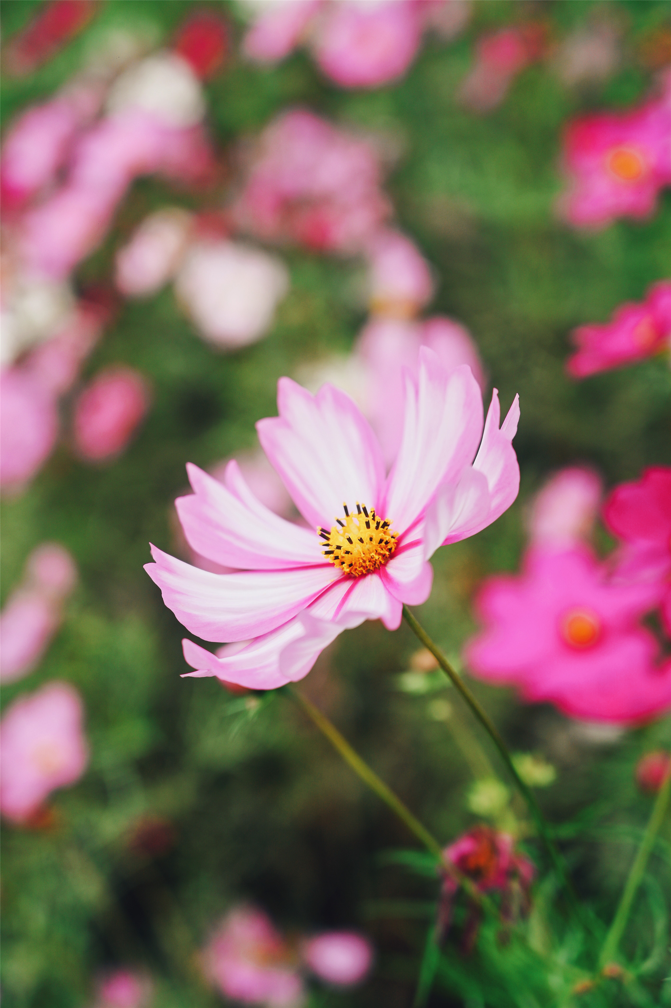 济南"格桑花海"绽放,宛如粉色海洋!