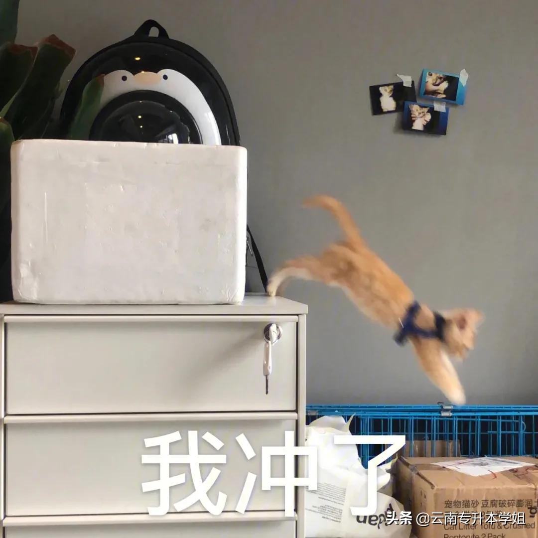 「专业解读①」学英语只能当老师？格局小了小了