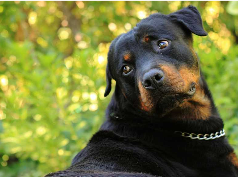 罗威纳犬图片价格看完罗威纳的这些优缺点