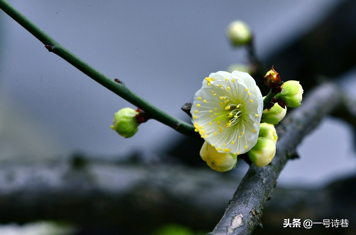 诗心不负春风唤，须教花从笔底开