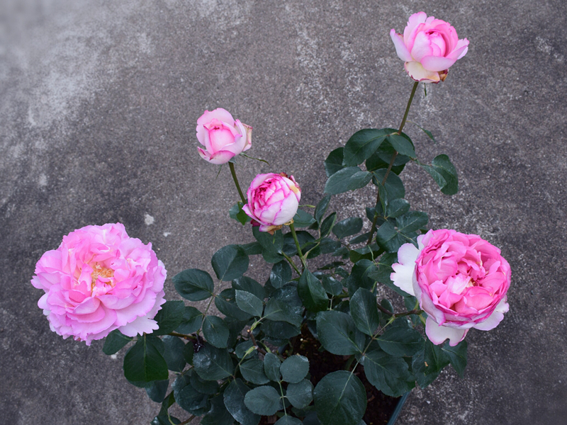 这种花名叫"伊芙·唯一",是著名的伊芙系列香水月季花的第一款芽变