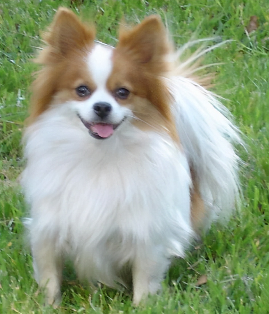 小型犬拉萨犬蝴蝶犬西高地白梗小鹿犬中国冠毛犬杰克罗素梗比格犬