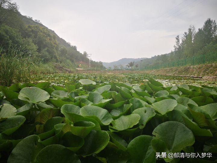 诗词：过莲花池有感